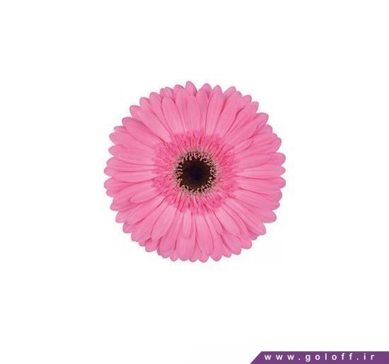 شاخه گل تکی - گل ژربرا لیبرتا - Gerbera | گل آف